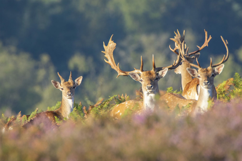Deers in the New Forest
