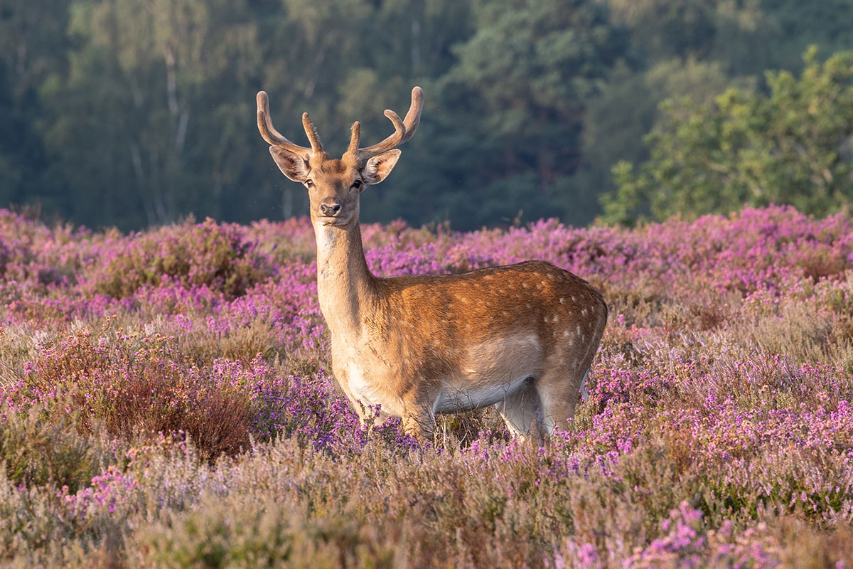Fantastic New Forest: why it’s a brilliant place to buy or rent